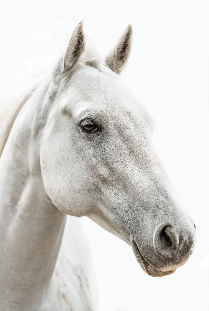 White Steed by Adam Mowery | stretched canvas wall art