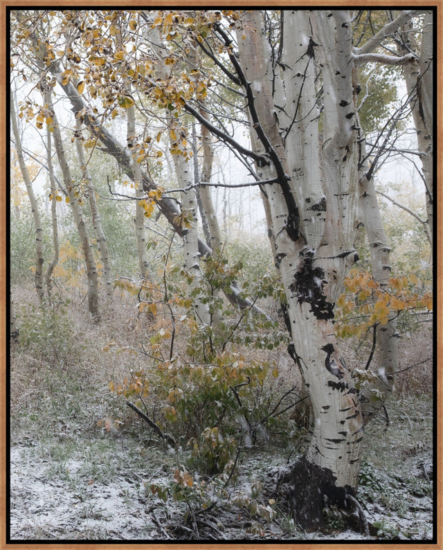 Fade into Winter, Guardsman Pa II by Curt & Stacy Howell