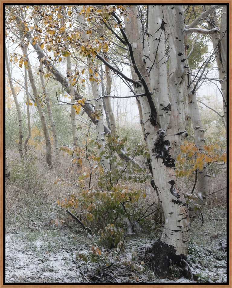 Fade into Winter, Guardsman Pa II by Curt & Stacy Howell