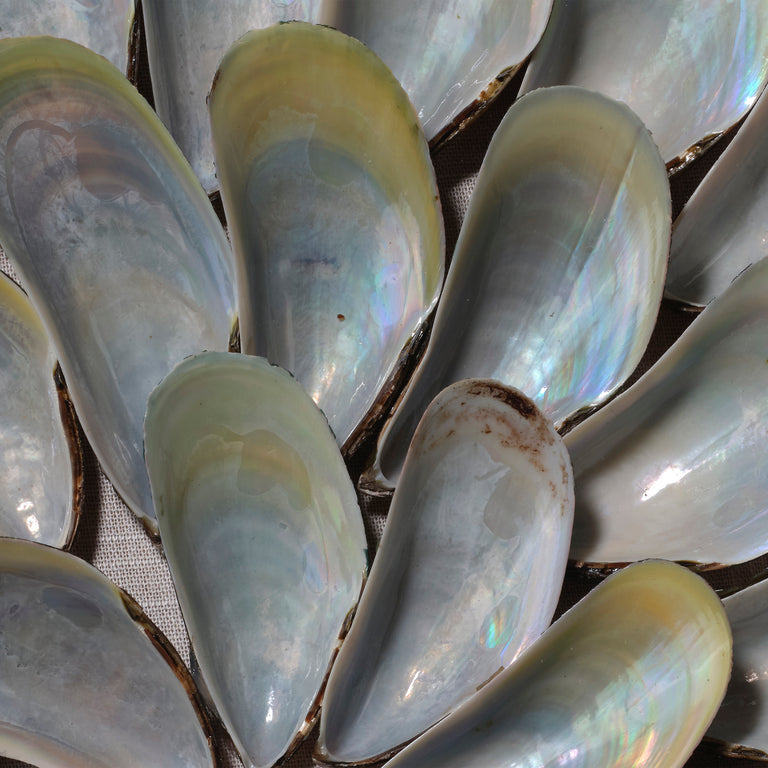 WALL ART, IRIDESCENT SHELL