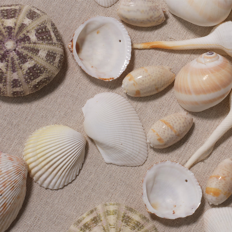 WALL ART, PALE PINK AND SHELL