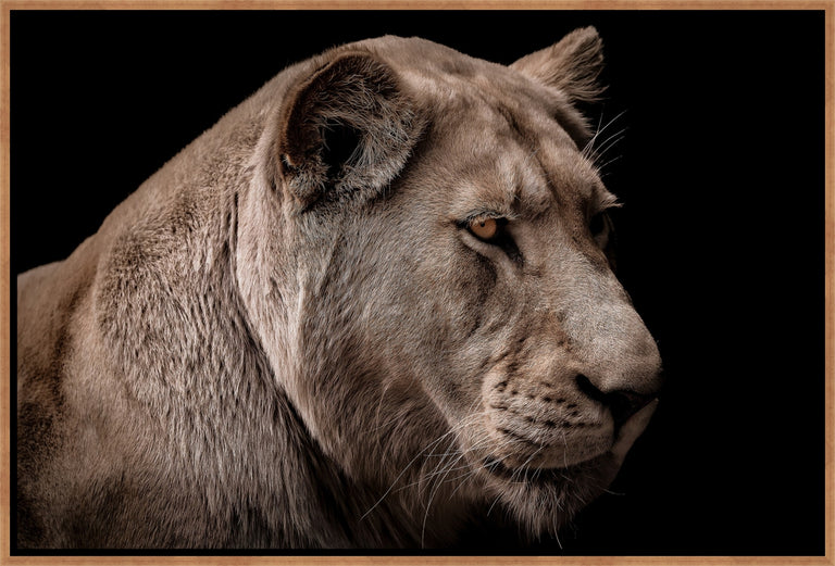 Lioness in Darkness II by Adam Mowery | wall art stretched canvas