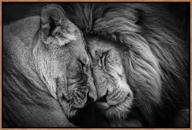 Lion's Embrace by Adam Mowery | wall art stretched canvas