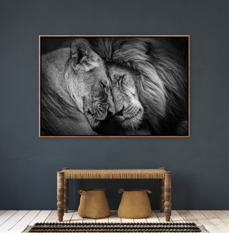 Lion's Embrace by Adam Mowery | wall art stretched canvas
