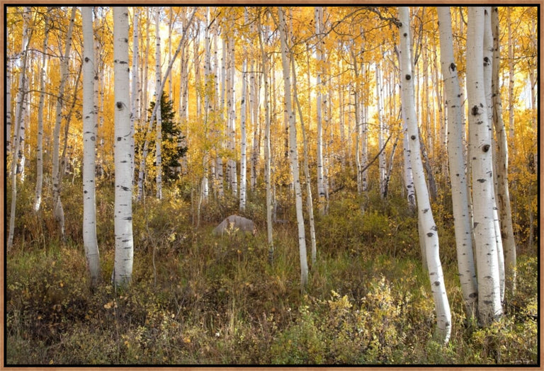 Little Pine by Curt & Stacy Howell | stretched canvas wall art