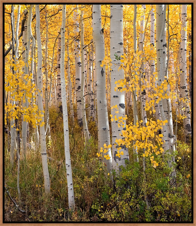 Change of the Season by Curt & Stacy Howell | stretched canvas wall art