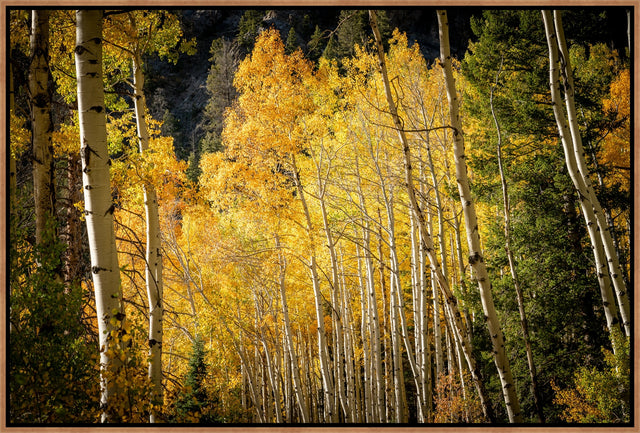 Leafy Wanderings by Adam Mowery | wall art stretched canvas