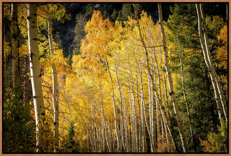 Leafy Wanderings by Adam Mowery | wall art stretched canvas