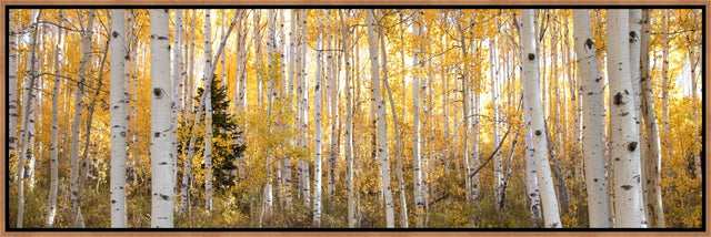 Little Pine Panorama by Curt & Stacy Howell | stretched canvas wall art