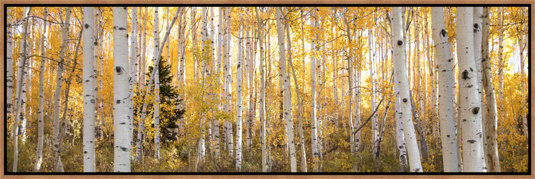 Little Pine Panorama by Curt & Stacy Howell | stretched canvas wall art