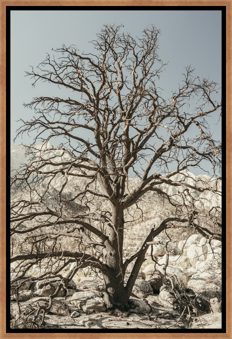 California I by Adam Mowery | wall art stretched canvas