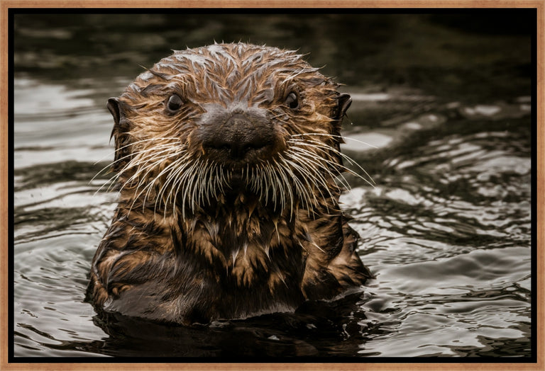 Encounters with Otters by Adam Mowery | wall art stretched canvas
