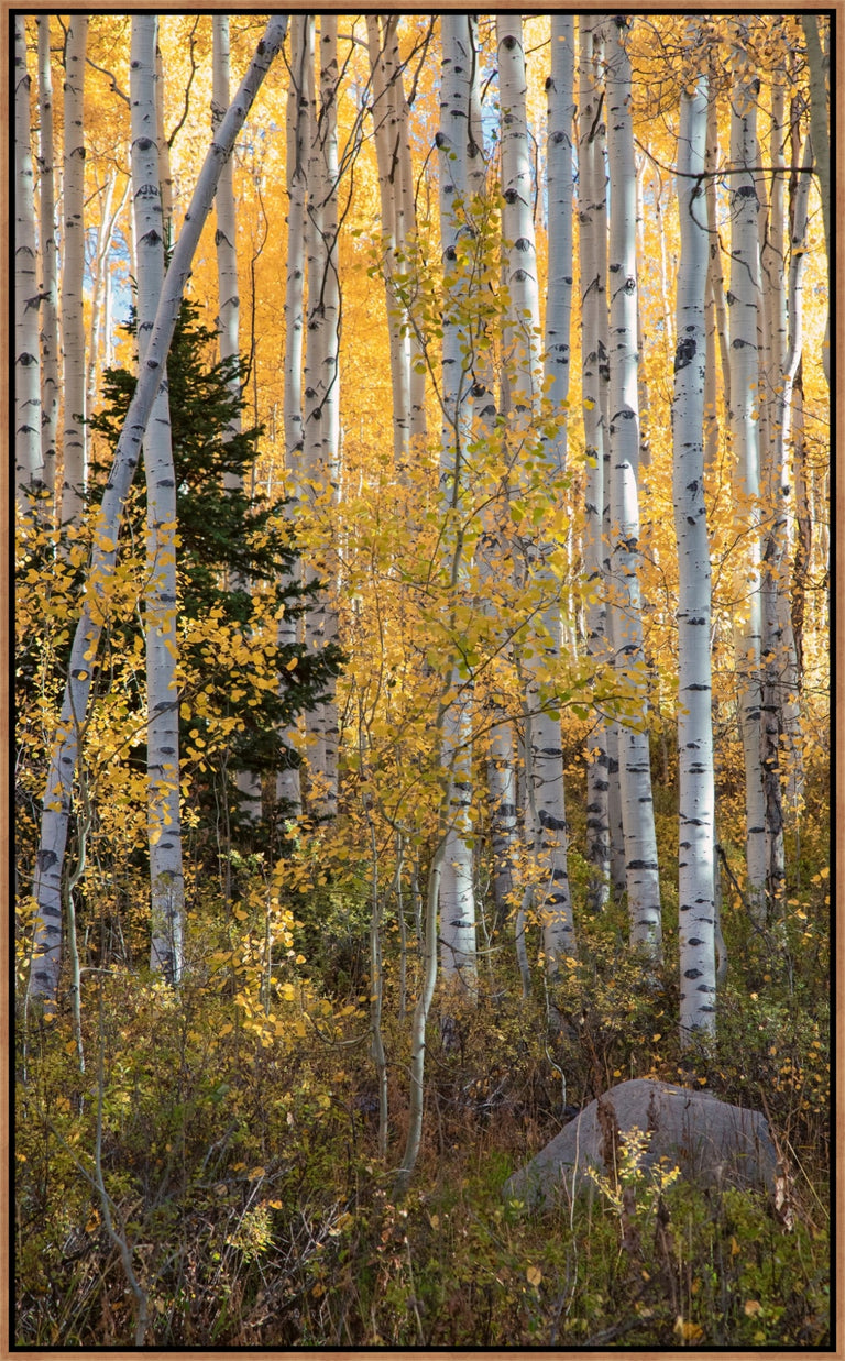 Little Pine Portrait by Curt & Stacy Howell | stretched canvas wall art