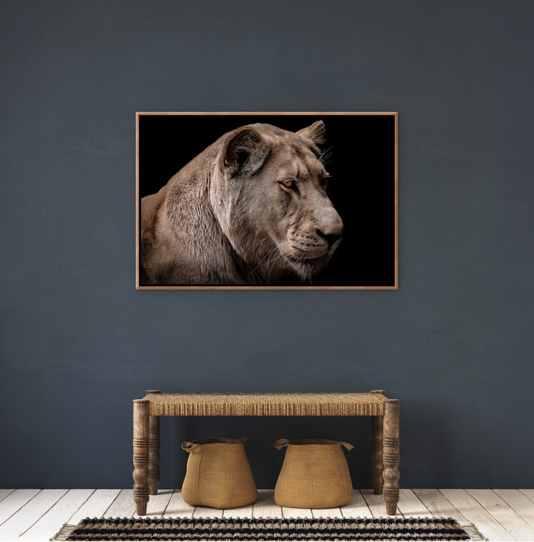 Lioness in Darkness II by Adam Mowery | wall art stretched canvas