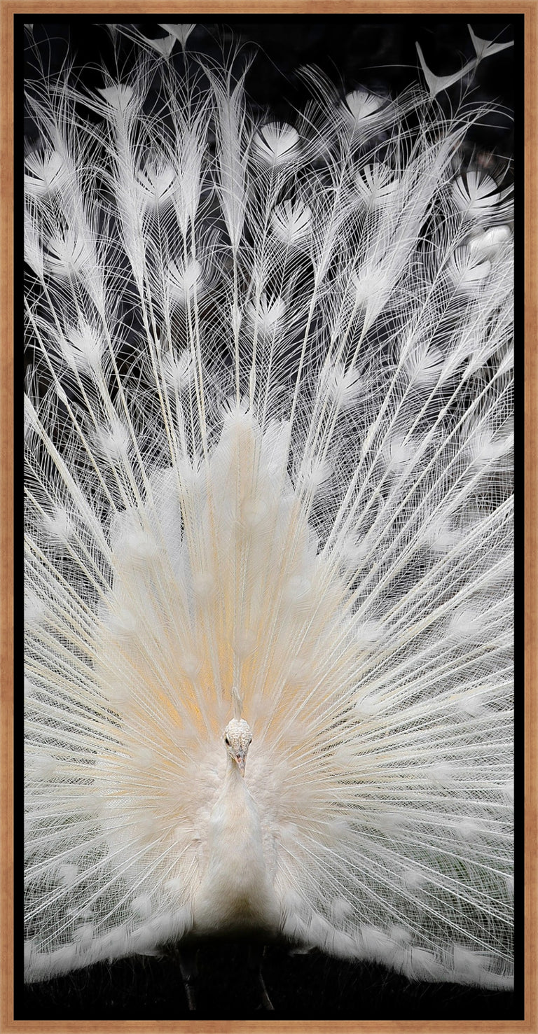 Black and White III by Pino Liddi | wall art stretched canvas