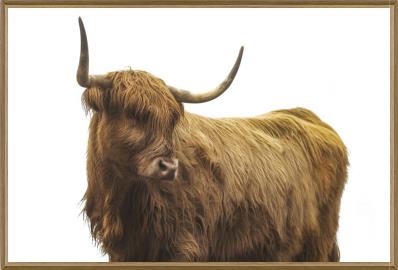 Highland Cattle II by Adam Mowery