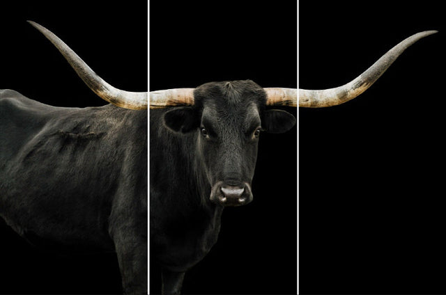 Longhorn 4 Triptych by Adam Mowery | stretched canvas wall art