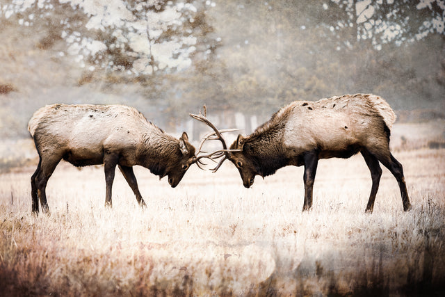 The Rut by Brandon Luther | stretched canvas wall art