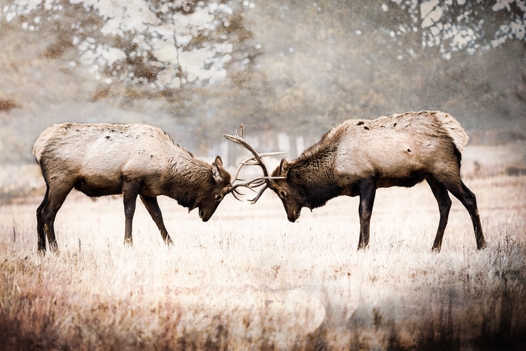 The Rut by Brandon Luther | stretched canvas wall art