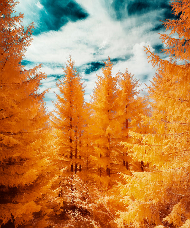 The Yellow Forest by David Keochkerian | stretched canvas wall art