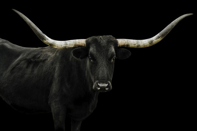Longhorn 4 by Adam Mowery | stretched canvas wall art