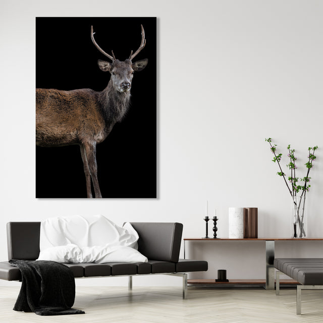 Scotish Red Deer II by Adam Mowery | stretched canvas wall art