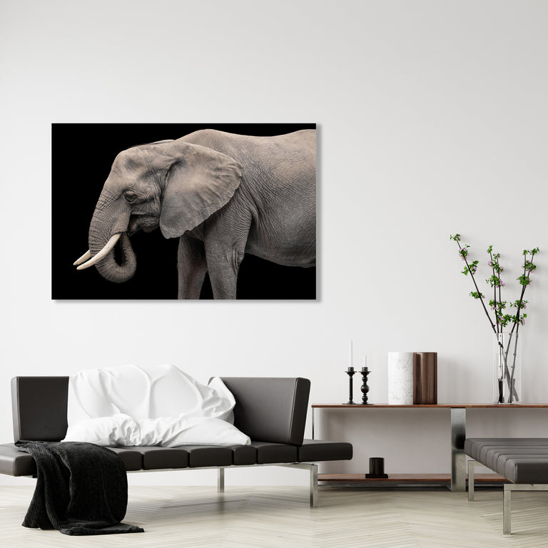 Elephant II by Adam Mowery | stretched canvas wall art