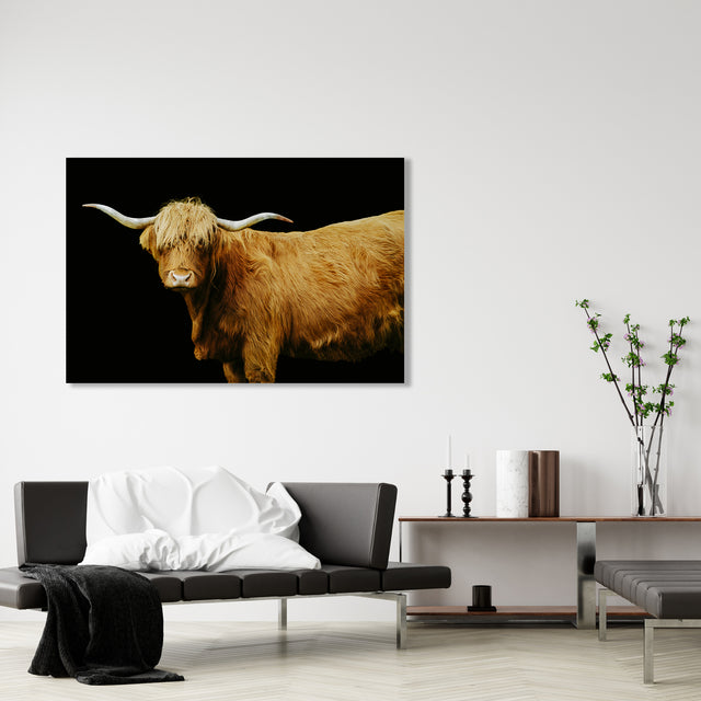 Highland Cattle on Black by Adam Mowery | stretched canvas wall art