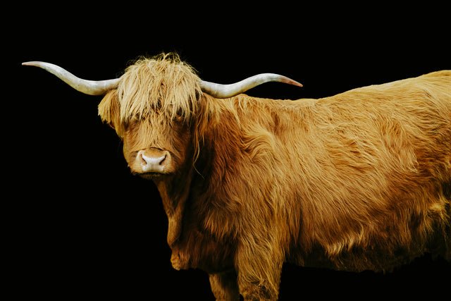 Highland Cattle on Black by Adam Mowery | stretched canvas wall art