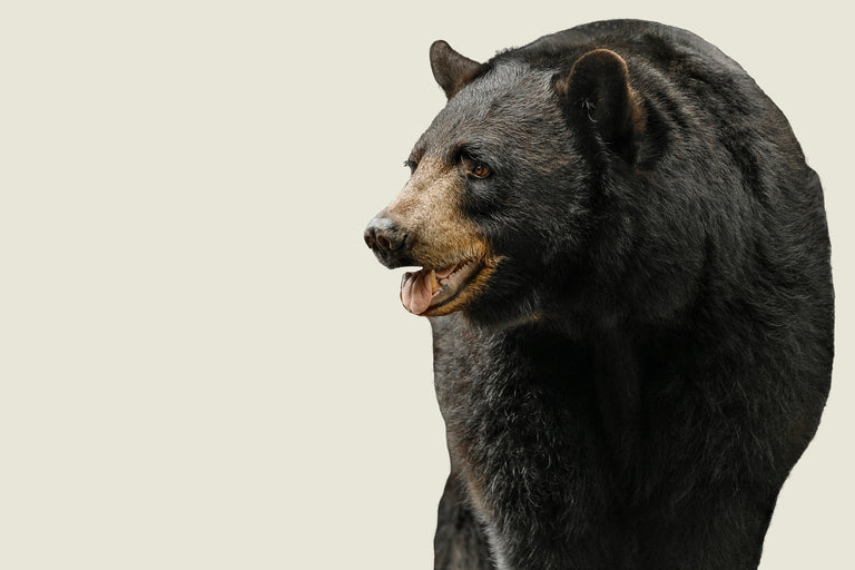 Black Bear II by Adam Mowery | stretched canvas wall art