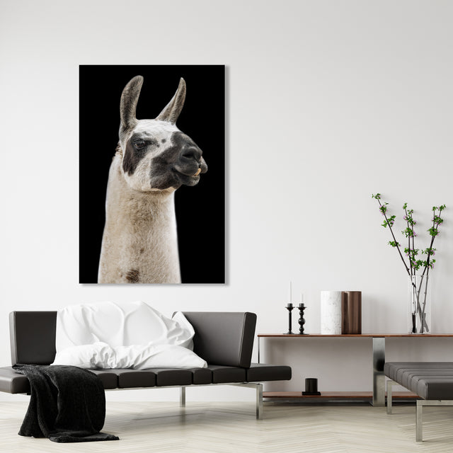 Lama I by Adam Mowery | stretched canvas wall art