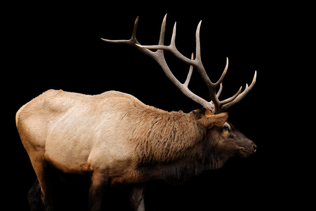 The Rut by Adam Mowery | stretched canvas wall art