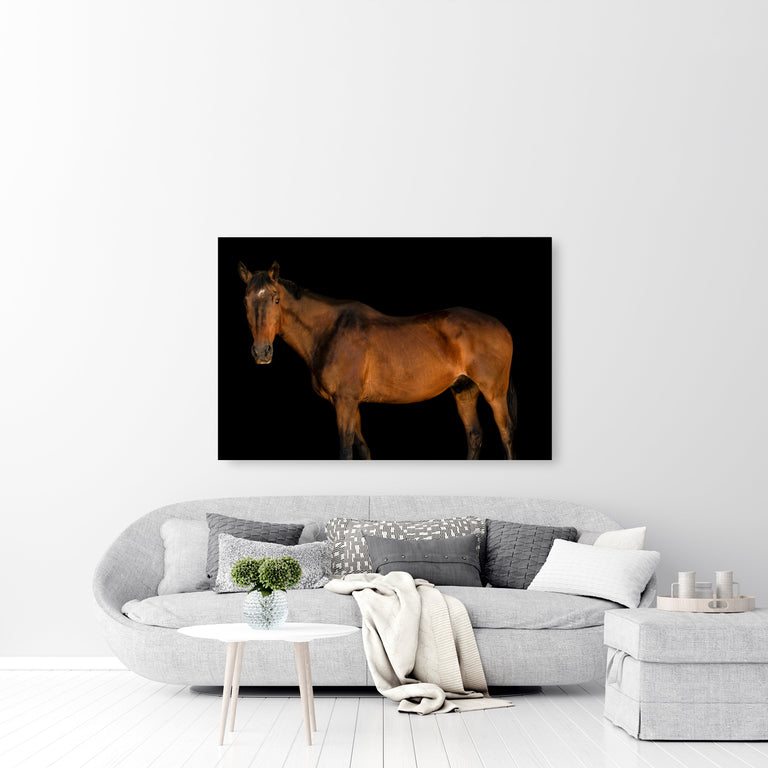 Horse in There II by Adam Mowery | stretched canvas wall art