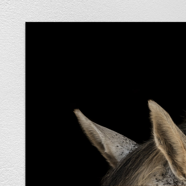 Portrait of Horse I by Adam Mowery | stretched canvas wall art