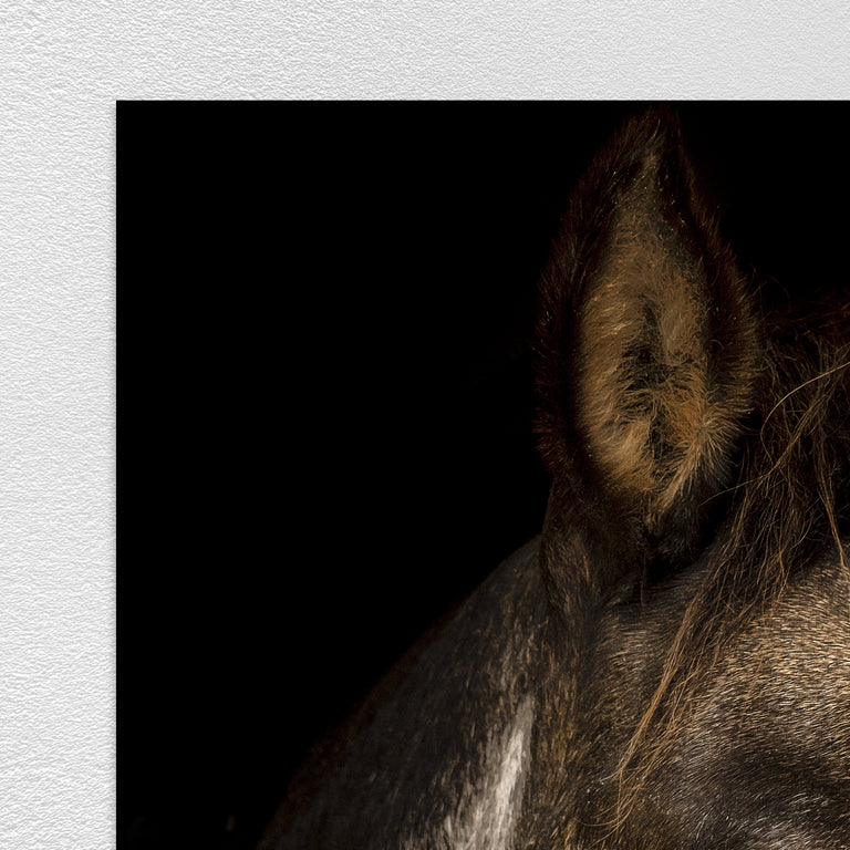 Portrait of Horse IV by Adam Mowery | stretched canvas wall art