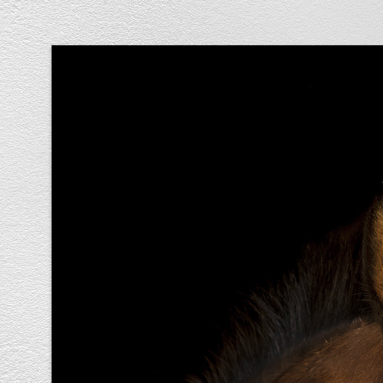 Portrait of Horse V by Adam Mowery | stretched canvas wall art