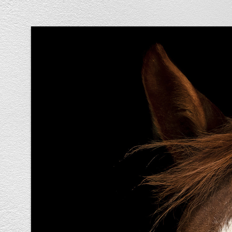 Portrait of Horse VII by Adam Mowery | stretched canvas wall art