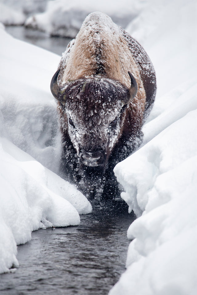 Ice Bison Cometh by Curt & Stacy Howell | stretched canvas wall art