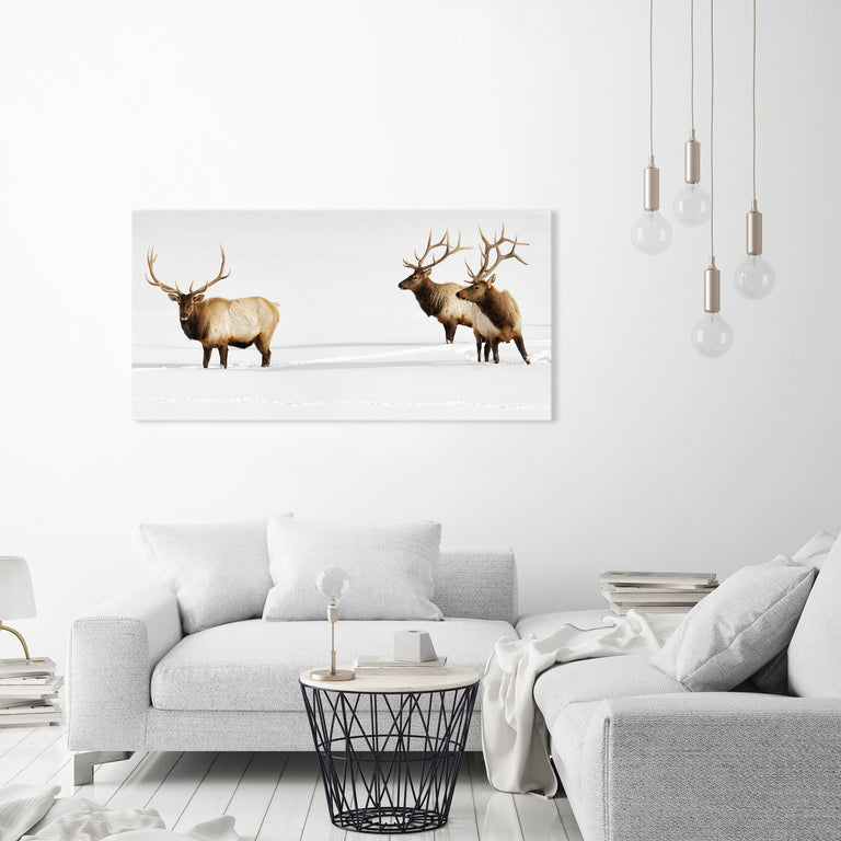 Three Bulls by Curt & Stacy Howell | stretched canvas wall art