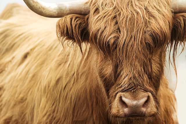 Highland Cattle III by Adam Mowery (Canvas Wall Art)