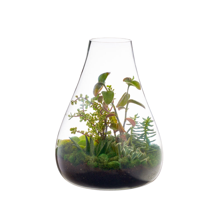 BOBOLI TERRARIUM | FLORA