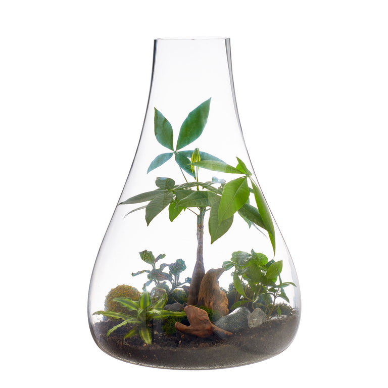 BOBOLI TERRARIUM | FLORA