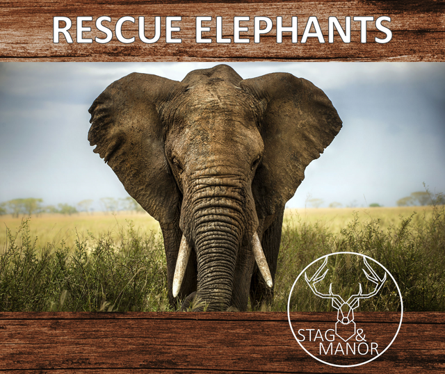 DONATE TO ELEPHANT RESCUES