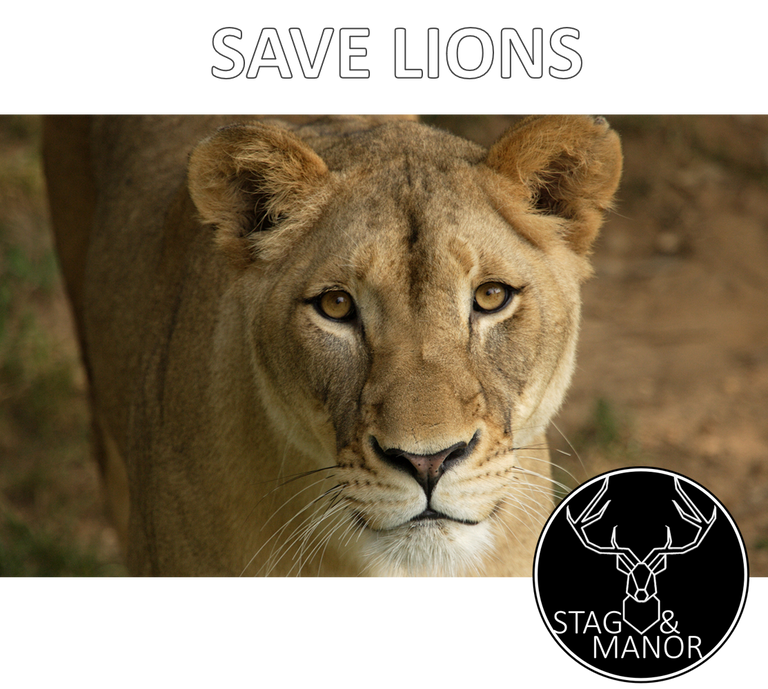 DONATE TO LION RESCUES