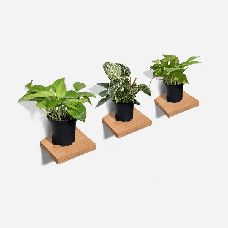 CHOPPED PLANT SHELF | BY FORMR