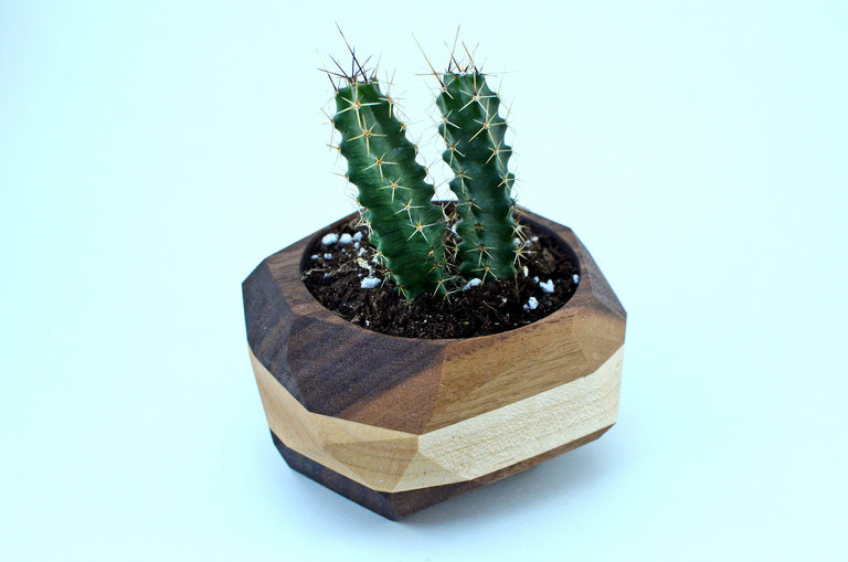 Geometric Cactus & Succulent Planter by Iron Roots Designs | made in Berkeley, CA