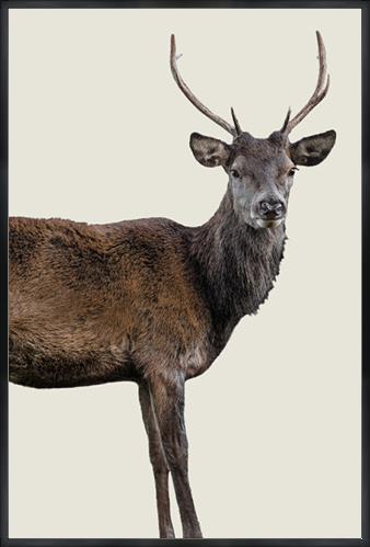 Scotish Red Deer III by Adam Mowery (Canvas Wall Art)