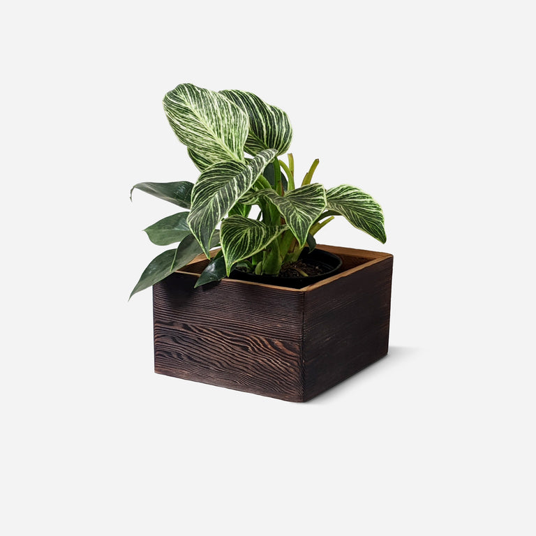 DIAMOND SELF-WATERING, WALL-MOUNTED PLANTER | BY FORMR